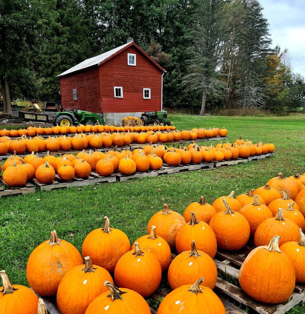 דלעות אלכסון לבלוג
